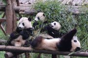 ranní krmení pand, Chengdu