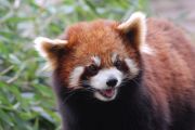 červená panda, Chengdu
