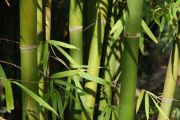 bambus, Black Dragon Pool, Kunming