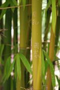bambus, Lijiang