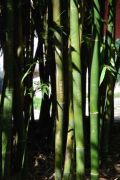 bambus, Dali