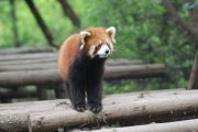 červená panda, Chengdu