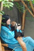focení s pandou, Chengdu