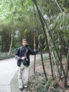 bambusy, Chengdu