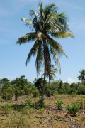 náš průvodce leze pro kokosy, Baracoa