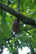 kakaovník, cestou na El Yunque