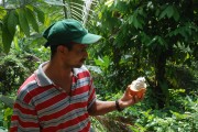 kakaovník, cestou na El Yunque