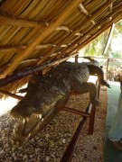 krokodýlí farma, Boca de Guamá