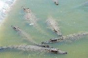 krokodýlí farma, Boca de Guamá