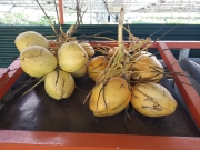 kokosy na trhu